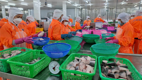 Australia hỗ trợ giảm thất thoát, lãng phí thực phẩm ngành cá tra ở lưu vực sông Mekong (04/09/2023)