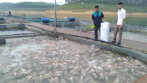 Phòng chống dịch bệnh thủy sản mùa mưa lũ (17/09/2023)