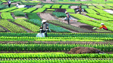 Sản xuất cây vụ đông 2023 - đột phá nhờ ứng dụng công nghệ (19/09/2023)