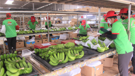Khoa học kỹ thuật giúp tổ chức lại chuỗi nông nghiệp bền vững (27/09/2023)