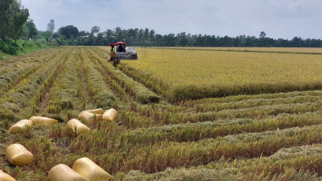 Dự báo xuất khẩu gạo của Việt Nam đạt kỷ lục mới cả sản lượng, giá trị xuất khẩu (16/9/2023)