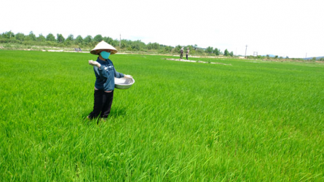 Ấm no trên cánh đồng lúa nước 132 Ea Kar (Đắk Lắk) (20/9/2023)