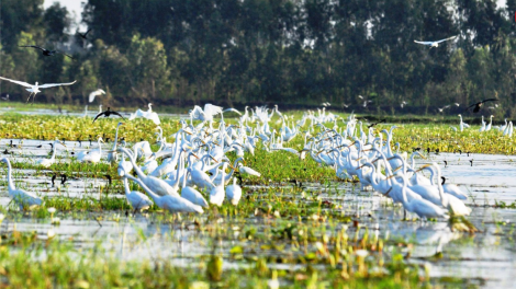 Cần làm gì để Việt Nam có thêm các khu Ramsar mới? (16/09/2023)