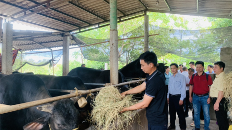 Tạo sinh kế và giảm thiểu rủi ro thiên tai tại cộng đồng (16/9/2023)