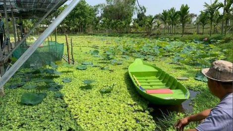 Nuôi ốc bươu đen ít vốn, thu nhập cao giúp nhiều bạn trẻ ở Quảng Nam làm giàu (26/9/2023)