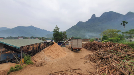 Bắc Kạn: Người trồng rừng và doanh nghiệp chế biến thất thế ngay trên “sân nhà” (26/09/2023)