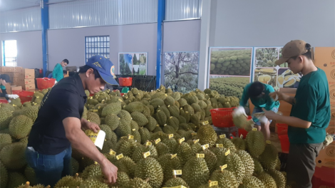 Tiền Giang: có hơn 20.300 ha vườn cây ăn trái được cấp mã số vùng trồng để xuất khẩu. (9/9/2023)