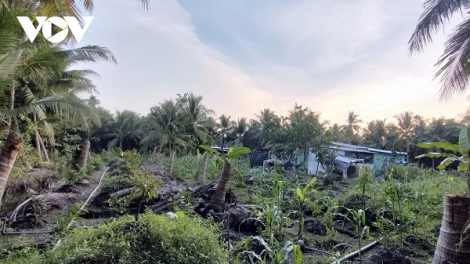 Nông dân Tiền Giang “mơ làm giàu” ồ ạt phá bỏ nhiều cây đặc sản chuyển sang trồng cây sầu riêng (17/01/2024)