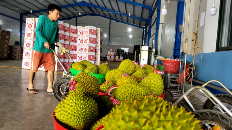 Tiền Giang bảo vệ vườn sầu riêng trước nguy cơ xâm nhập mặn. (19/01/2024)