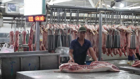 Ngăn chặn tình trạng nhập lậu heo qua tuyến biên giới (19/1/2024)