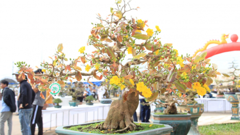 Rực rỡ Mai vàng Bình Định (27/1/2024)