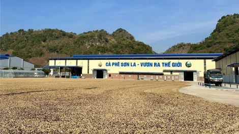 Sơn La đẩy mạnh chế biến cà phê quy mô công nghiệp (4/1/2024)