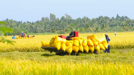 Liên kết trồng lúa vẫn dễ gẫy ở ĐBSCL – Bài toán hài hòa lợi ích cần giải quyết (18/1/2024)