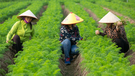 Hải Dương: Tăng tính kết nối để phát triển du lịch nông nghiệp, nông thôn (09/01/2024)