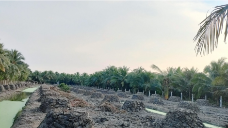 Nông dân Tiền Giang “mơ làm giàu” ồ ạt phá bỏ nhiều cây đặc sản chuyển sang trồng cây sầu riêng. (09/01/2024)