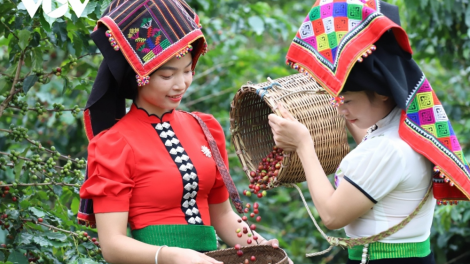 Nông dân Sơn La thu mùa quả ngọt (01/1/2024)