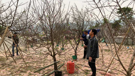 Hà Nội: Đào, quất Tết đua nhau xuống phố rực rỡ sắc màu (23/1/2024)