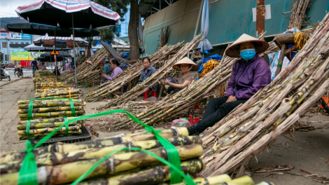 Về nơi mía ngọt lời then (25/1/2024)