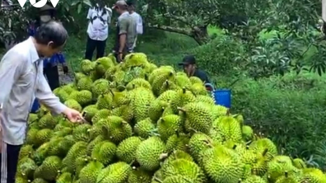 Vượt khó khăn, xuất khẩu rau quả ghi dấu ấn kỷ lục (06+07/01/2024)
