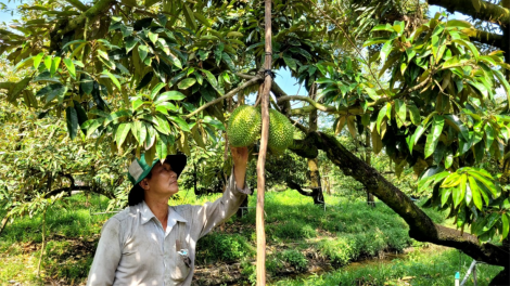 Sức sống từ những Nghị quyết - Nông dân ĐBSCL đổi đời từ nền kinh tế nông nghiệp (25/1/2024)