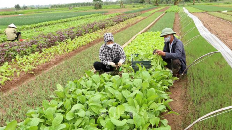 Đảm bảo nguồn cung rau xanh dịp Tết nguyên đán (23/1/2024)