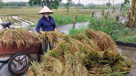 Vĩnh Phúc: Ứng phó với thời tiết bất thuận – Chú trọng từ công tác giống( 10/10/2024
