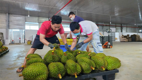 Đắk Lắk thêm một huyện được công nhận nhãn hiệu sầu riêng tập thể (29/10/2024)