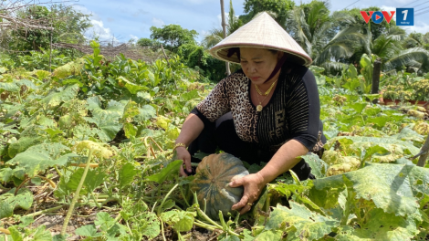 Nghị quyết trồng màu trên đất mặn – Người dân Cà Mau ăn rau sạch, thắm tình, thêm tiền (05/10/2024)