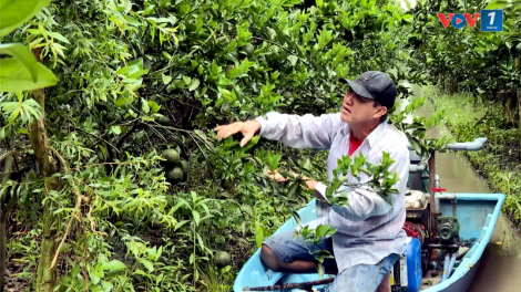 Hàng ngàn hộ trồng cam sành ở Trà Vinh lao đao vì giá lao dốc (22/10/2024)
