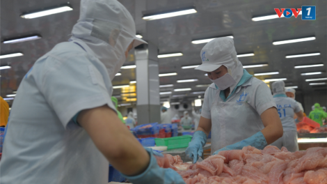 Giá cá tra giống biến động liên tục do ảnh hưởng của cá tra nguyên liệu (16/10/2024)