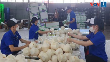 Tiền Giang: Đưa 03 container dừa tươi đầu tiên xuất sang Trung quốc (24/10/2024)