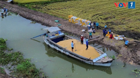 Tiền Giang: Các doanh nghiệp xuất khẩu gạo đến 20 quốc gia, vùng lãnh thổ trên thế giới (29/10/2024)