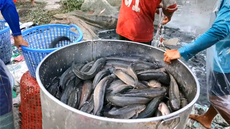 Cung vượt cầu, hàng ngàn hộ nuôi cá lóc ở Trà Vinh đối mặt với thua lỗ (25/10/2024)