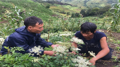 Mô hình Phát triển cây dược liệu, chìa khoá thoát nghèo của người Xơ Đăng (23/10/2024)