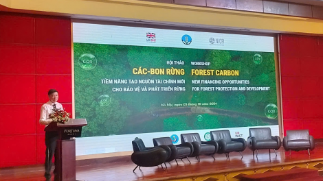 Carbon rừng - Tiềm năng tạo nguồn tài chính mới cho bảo vệ và phát triển rừng (3/10/2024)