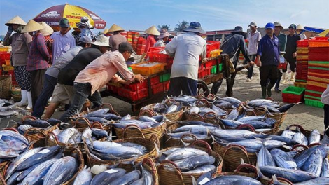 Nguồn lợi hải sản bị cạn kiệt cần giải pháp lâu dài để tái tạo (17/10/2024)