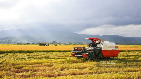 Rộn ràng ngày mùa trên cánh đồng Mường Thanh (17/10/2024)