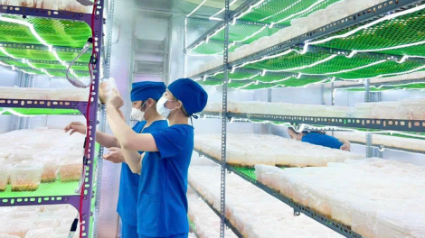 Nâng cao hiệu quả sản xuất cho hợp tác xã tại Kon Tum nhờ ứng dụng khoa học công nghệ (29/10/2024)