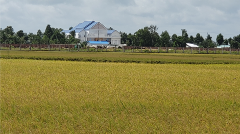 Canh tác lúa thông minh – giải pháp sản xuất thích ứng biến đổi khí hậu (21/10/2024)