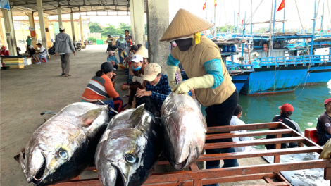Phú Yên nỗ lực chống khai thác hải sản bất hợp pháp (12/10/2024)