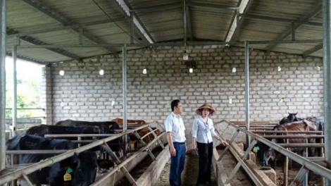 Quảng Ninh: Ngành chăn nuôi phục hồi sản xuất sau bão (6/10/2024)