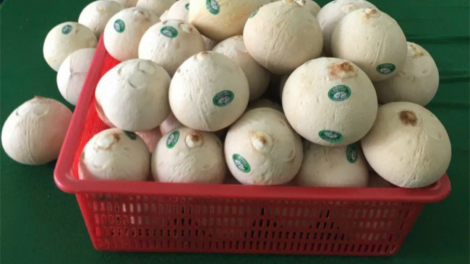 Bến Tre: Chuẩn bị xuất lô dừa tươi chính ngạch đầu tiên sang thị trường Trung quốc (7/10/2024)