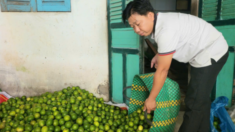 Hậu Giang: Nông dân trồng chanh không hạt có lợi nhuận thấp do giá giảm sâu (28/10/2024)
