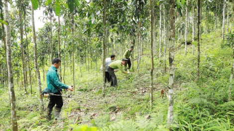 Luật Đất đai năm 2024, tạo động lực cho ngành lâm nghiệp phát triển (18/11/2024)