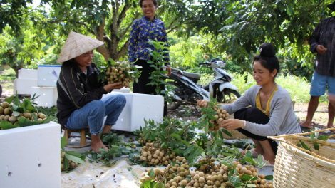 Sông Mã xoá nghèo từ trồng cây ăn quả (20/11/2024)