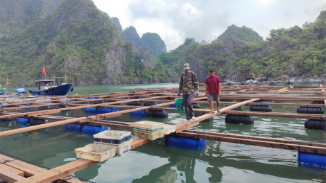 Quảng Ninh: Đẩy nhanh việc cấp phép nuôi biển cho ngư dân (28/11/2024)