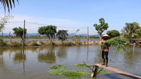 Chăn nuôi tuần hoàn giảm phát thải khí nhà kính, hướng đến nông nghiệp xanh (28/11/2024)