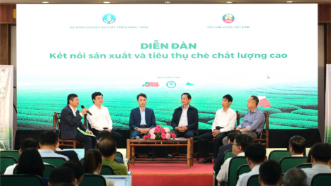 Năm 2025: chuyển đổi 70% diện tích trồng chè sang trồng các giống chè mới, chất lượng cao