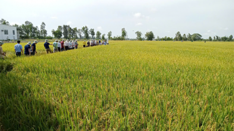 Cần Thơ sẽ hình thành 7 khu nông nghiệp công nghệ cao (10/11/2024)