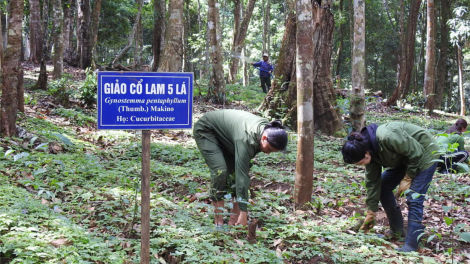 Lợi ích kép từ việc phát triển cây dược liệu ở Kon Tum (12/11/2024)